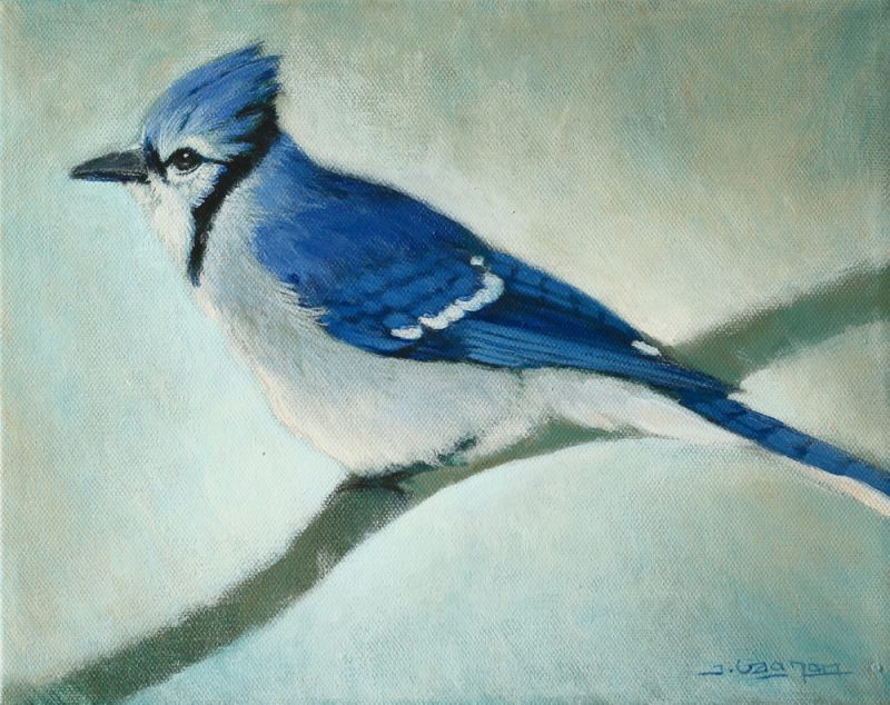 Blue Jay Study – An Acrylic Painting Lesson ONLINE – Tim Ganon