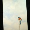 The Bluebird - An Original Acrylic Painting - Image 2