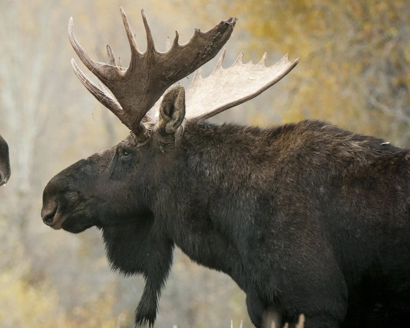 A Curious Moose – acrylic painting lesson